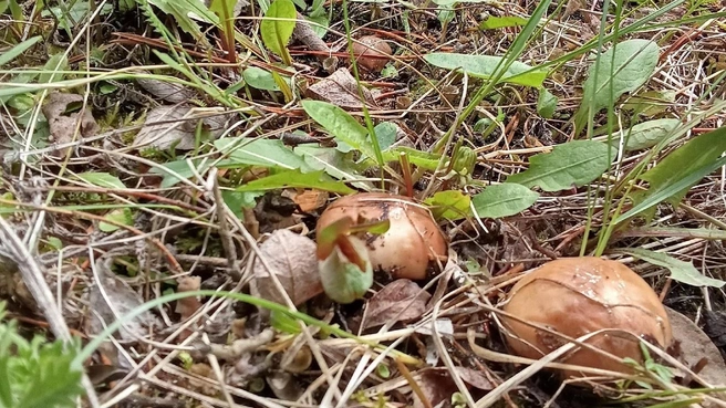 Маслята в мае — это приятно и неожиданно | Источник: Алена Том / Грибы и ягоды Челябинской области / Vk.com