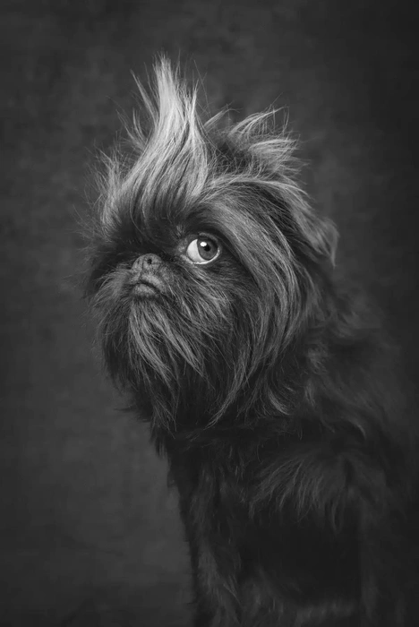 Источник: Donna Victor / Dog Photography Awards — 2024