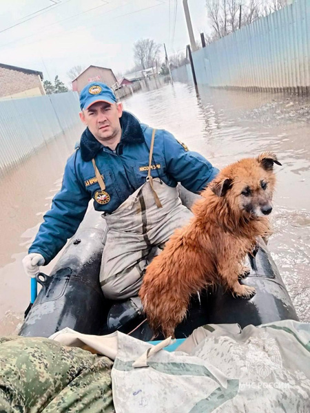 «Доставай! Еще дышит!» Как в Оренбургской области спасают от наводнения животных — эмоциональные фото и видео