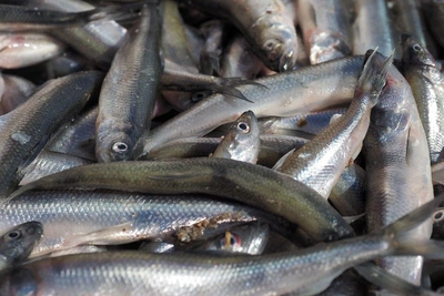 Начало сезона корюшки в Петербурге: обзор цен