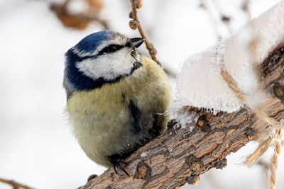 St. Theodosius Day: Taboos on Cutting Nails and Lending Money