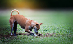 Почему собаки копают ямы и закапывают вещи?