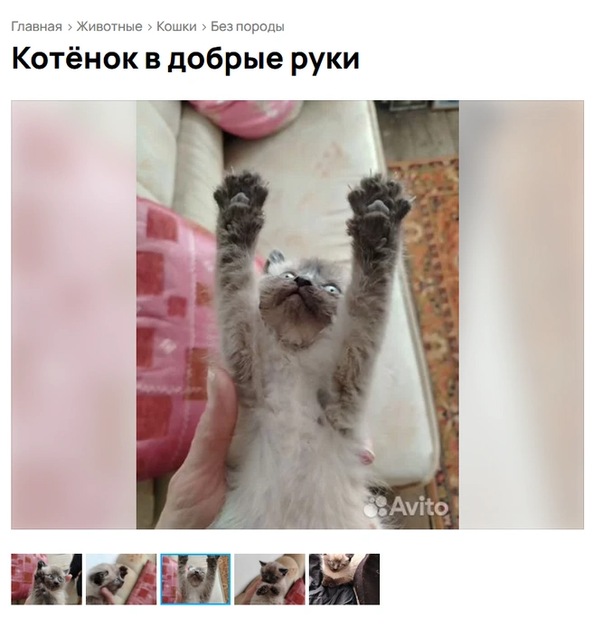 Потягушки | Источник: Avito.ru