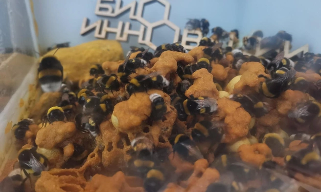 Шмелей разводят семьями в специальных боксах-ульях | Источник: BioInnovations / Vk.com