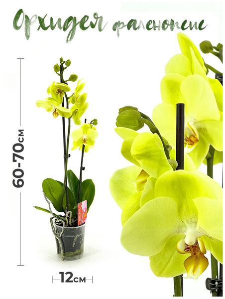 Растение комнатное Орхидея фаленопсис 2 ствола 12 дм живой цветок в горшке для декора дома и офиса , желтая