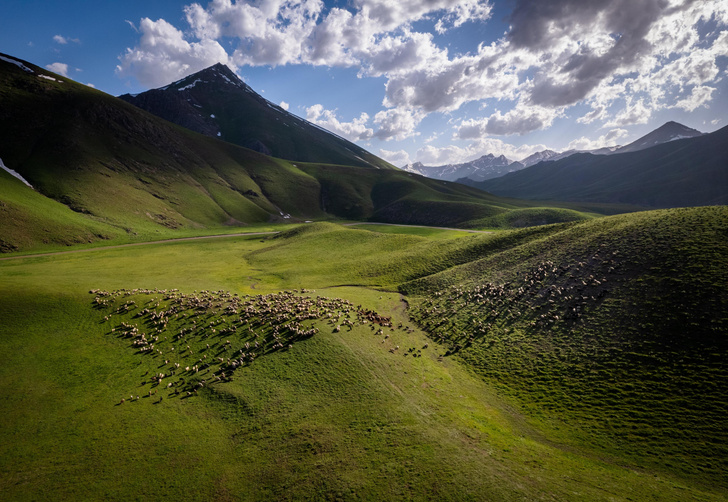 Турецкие пастухи гонят стада на летние пастбища