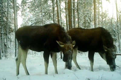 Moose Herd Spotted on Primorsky Highway