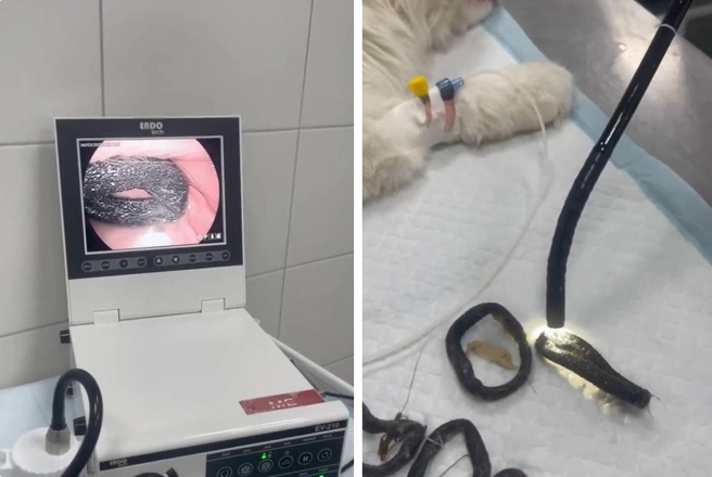 На фото слева — новая резинка для волос, которую достали из желудка кота | Источник: Ветеринарная клиника «Друг» г. Пермь / Vk