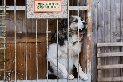 Компенсация за укус собаки: как добиться выплат