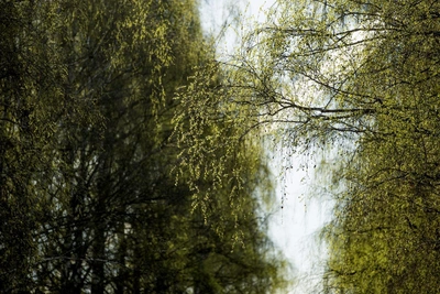 Алтайский край ждет потепление до +24 градусов