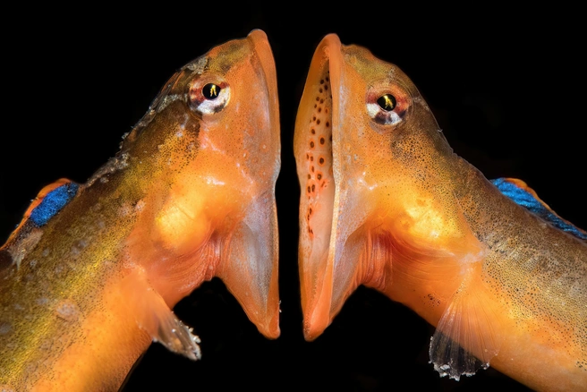 Источник: Jing Gong Zhang / Underwater Photographer of the Year 2024