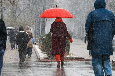 Югра 21 апреля: яйца дороже, рысь получила имя, ожидается снег