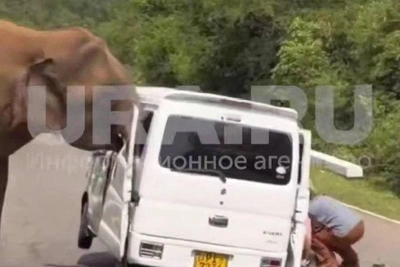 Embassy Warns After Elephant Attacks Russian Tourists in Sri Lanka