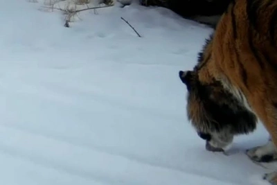 Хинганский заповедник показал свежие кадры тигрицы Елены