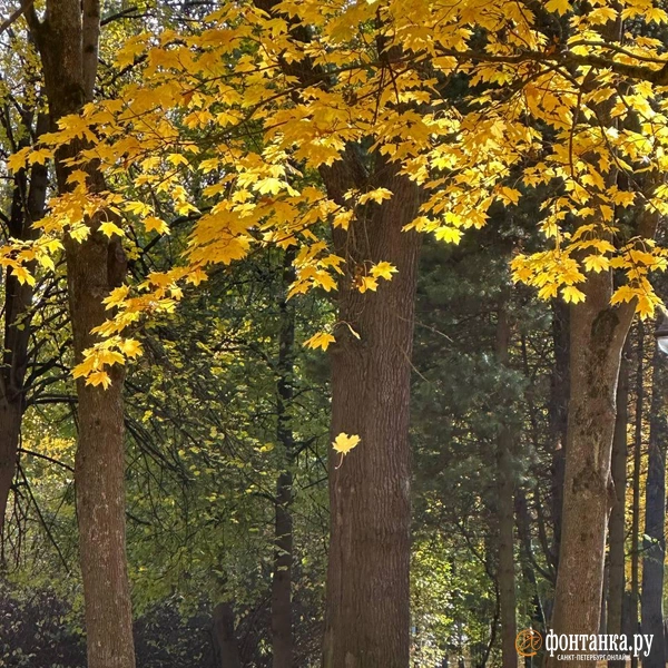 Источник: читатель «Фонтанки»