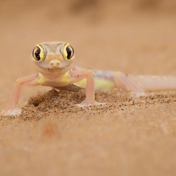 Источник: Marti Phillips / World Nature Photography Awards 2025