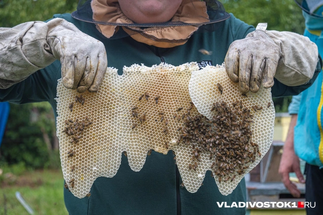 Главное&nbsp;— не уронить соты | Источник: Елена Буйвол / VLADIVOSTOK1.RU