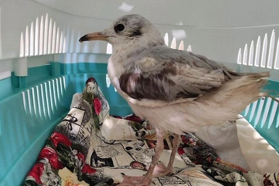 Озёрная чайка Чучундра нашла дом в Санкт-Петербурге