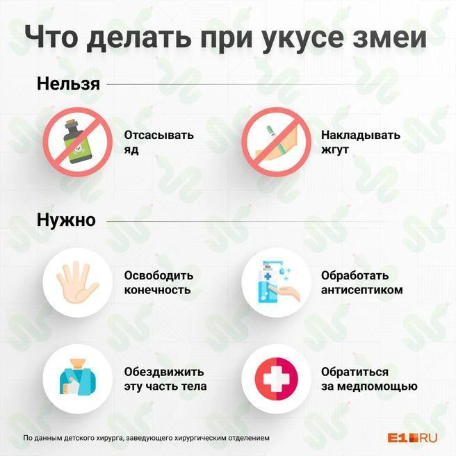 Запомните алгоритм действий при укусе на тот случай, если встретите змею | Источник: Филипп Сапегин / E1.RU