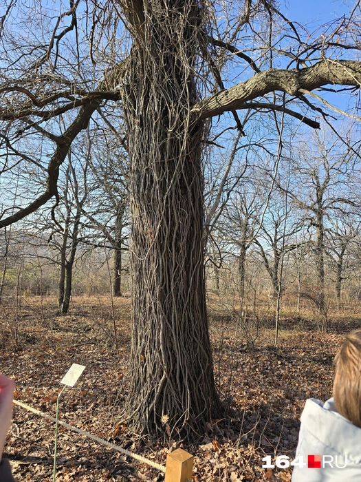Осина, история которой связана с Библией | Источник: Семен Коротов-Майбах / 164.RU