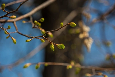 Почки в Новосибирске набухнут во второй декаде апреля