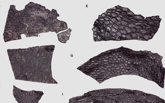 Палеонтологи описали самую древнюю кожу в мире возрастом 290 млн лет