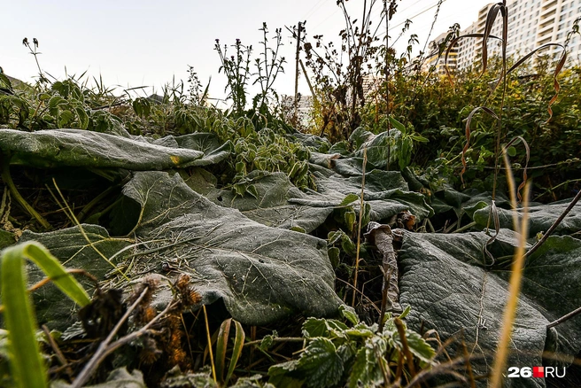 Первый снег в ночь на Сергия — зима встанет быстро | Источник: Артем Устюжанин / E1.RU