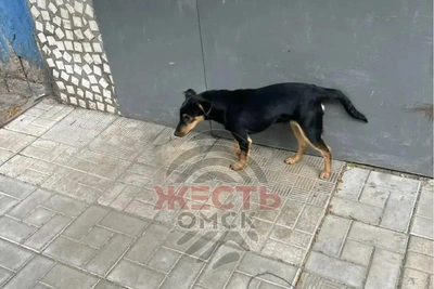 В Омске мужчины выкинули собаку из машины и уехали