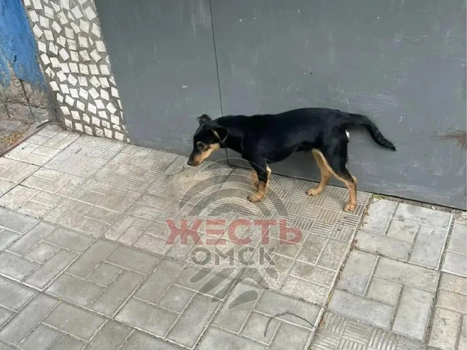 Так выглядит щенок | Источник: «Жесть Омск» / max.ru