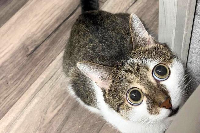 Пучеглазое чудо: кто такой кот Фикс и почему от него в восторге все соцсети