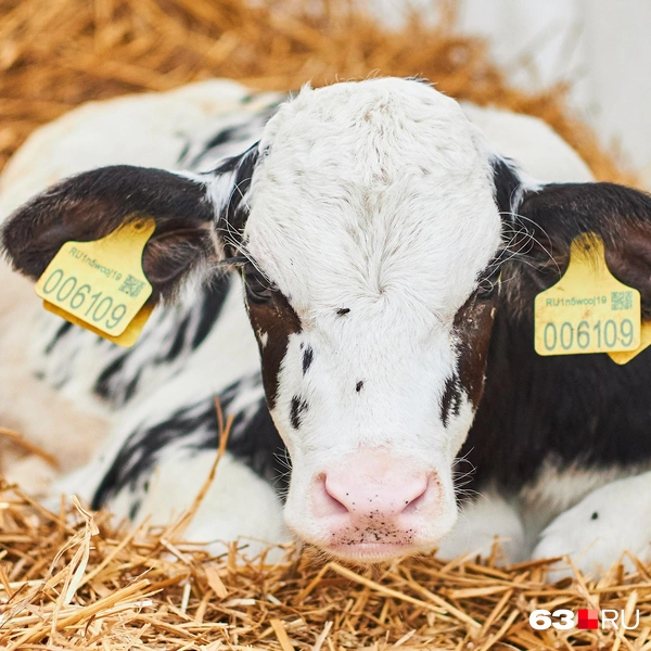 Источник: Роман Данилкин / 63.RU