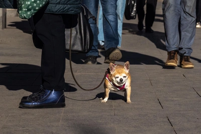 Рейды в Мурманске напомнили о штрафах до 5000 рублей за собак