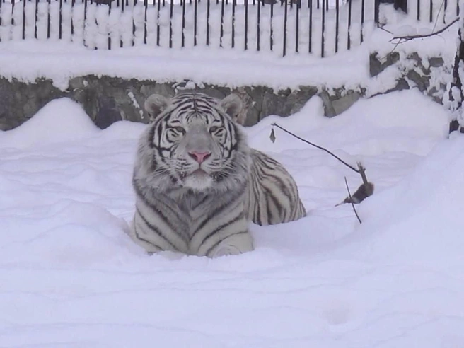Тигр Кови успешно подготовился к зимнему сезону | Источник: Сергей Ильтяков / Vk.com