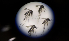 Как подманить и уничтожить назойливого комара