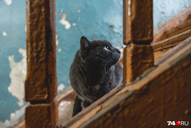 Инцидент попал на камеру видеонаблюдения | Источник: Наталья Лапцевич / 74.RU