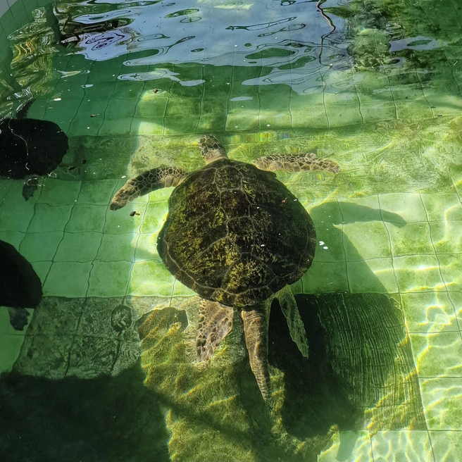 Источник: Светлана Ёлкина / MSK1.RU