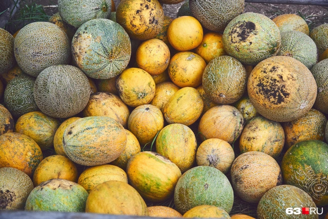 Дыни выращивать оказалось сложнее, чем арбузы | Источник: Роман Данилкин / 63.RU