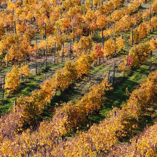 Источник: Андрей Белавин