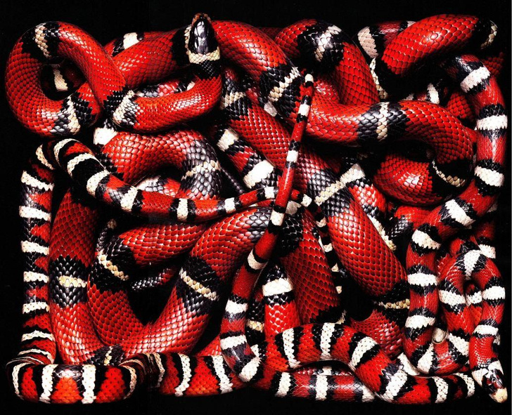 «Прекрасных тварей груда спит»: посмотрите на 7 жутковатых фотографий удивительных змей