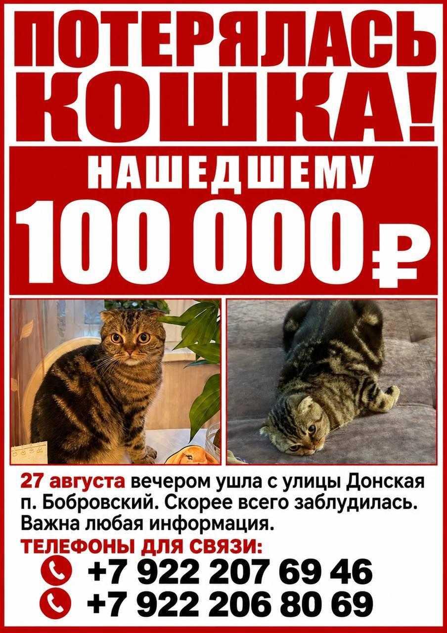 На Урале за сбежавшую кошку пообещали крупное вознаграждение