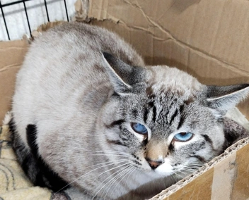 Источник: КотоЯсельки / Vk.com