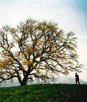 Онлайн-программа к выставке Cartier Trees