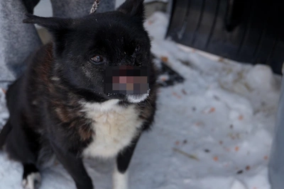 How jawless dog Guynplen lives and aided a hospital