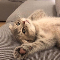 Аватарка Londa Winchester 