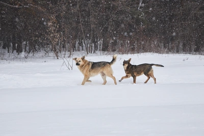 Суд отклонил иск зоозащитников против закона об эвтаназии животных