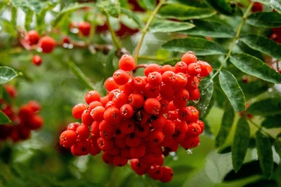 Ryabinniki — Rowan Day: women cover heads