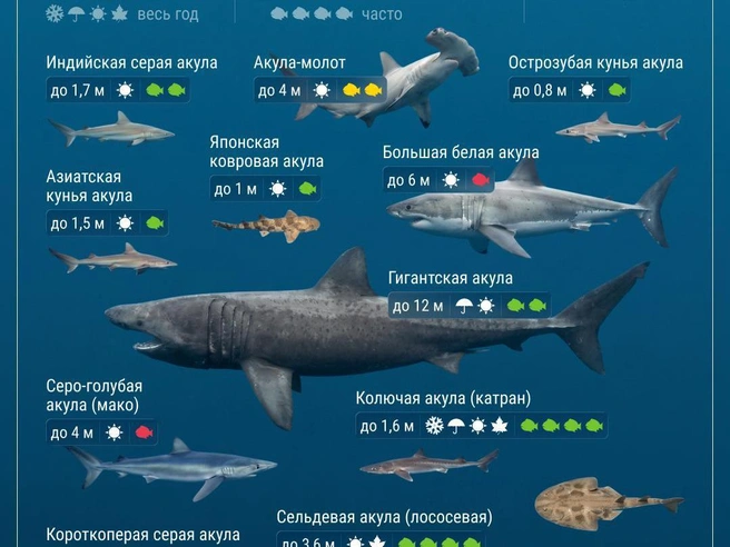 Источник: VLADIVOSTOK1.RU