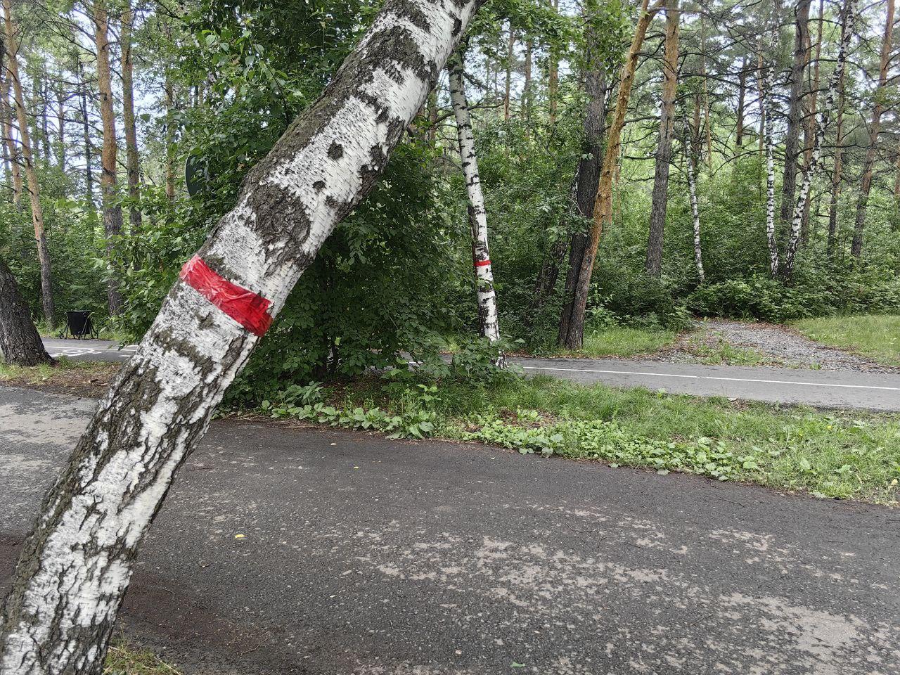 Деревья в Гилевке пометили странным красным скотчем. Для чего? 