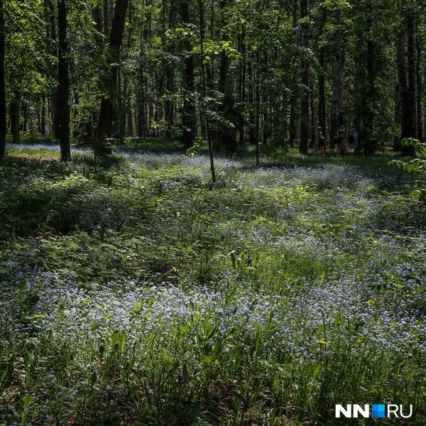 Полянку с незабудками можно найти за планетарием | Источник: Наталья Бурухина / NN.RU