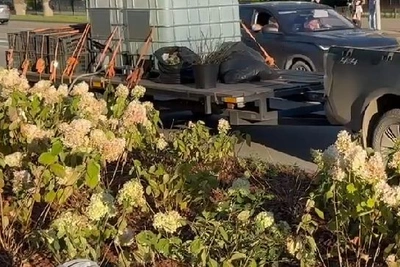 В Благовещенске впервые высадили гортензии